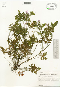 Geranium robertianum image