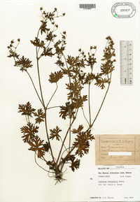 Geranium bicknellii image