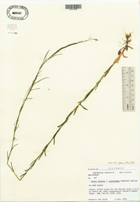 Arabis pycnocarpa image