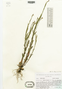 Arabis pycnocarpa image