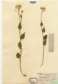 Cardamine bulbosa image