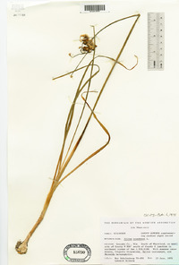 Allium canadense image