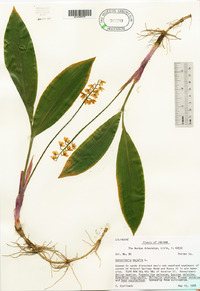 Convallaria majalis image