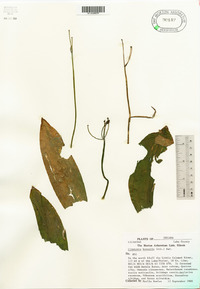 Clintonia borealis image