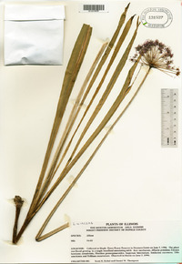 Allium giganteum image