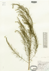 Asparagus officinalis image