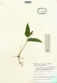 Maianthemum canadense var. interius image