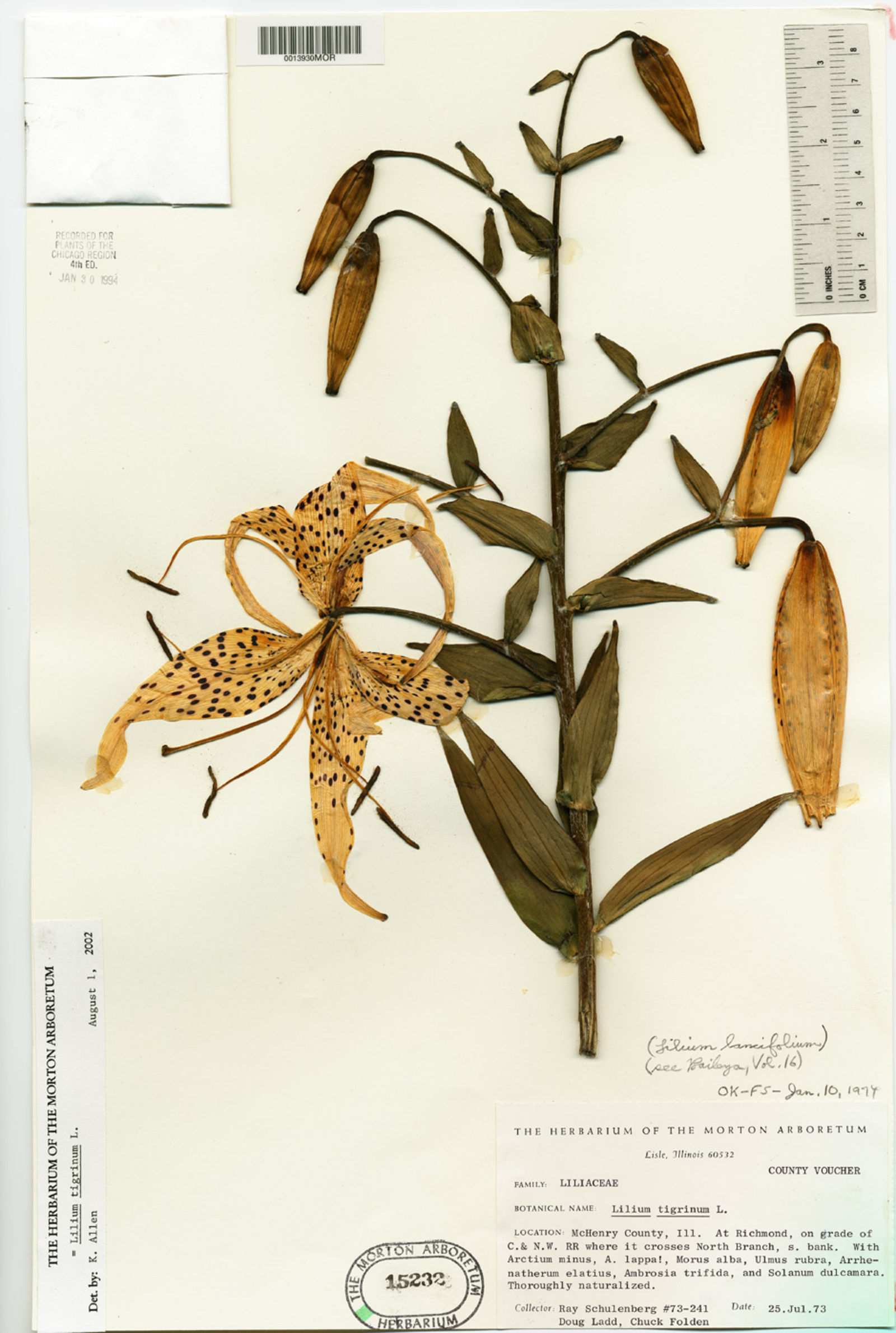 Lilium tigrinum image