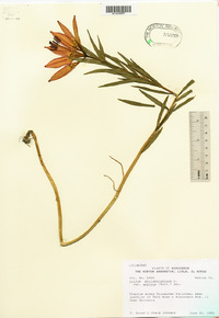 Lilium philadelphicum image