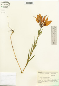 Lilium philadelphicum image