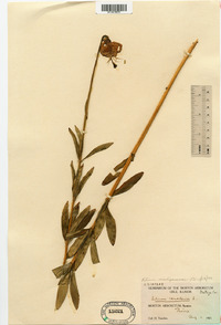 Lilium michiganense image