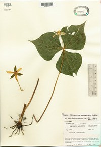 Trillium cernuum image