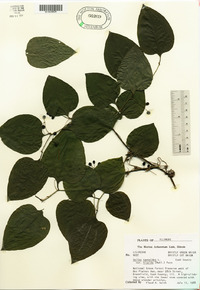 Smilax tamnoides image