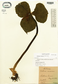 Trillium flexipes image