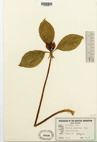 Trillium recurvatum image