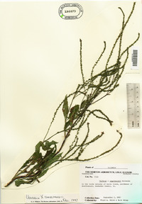 Verbena × engelmannii image