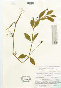 Phyla lanceolata image