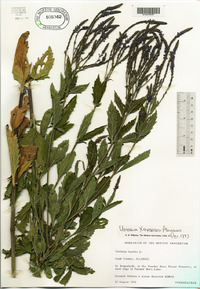 Verbena rydbergii image