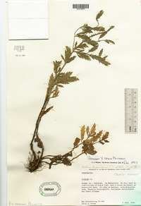 Image of Verbena deamii