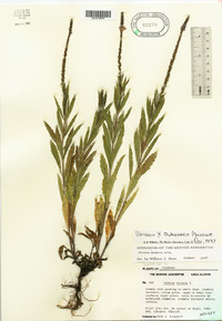 Verbena blanchardii image
