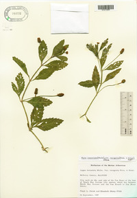 Phyla lanceolata image