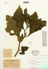 Nicandra physalodes image