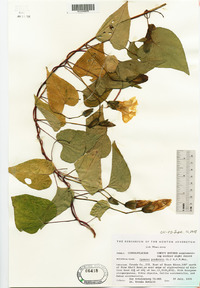 Ipomoea pandurata image