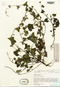 Ipomoea lacunosa image