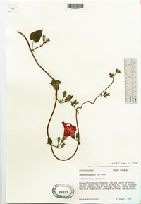 Ipomoea purpurea image