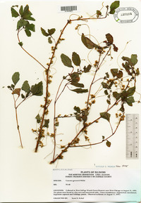 Cuscuta gronovii image