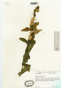 Cuscuta glomerata image