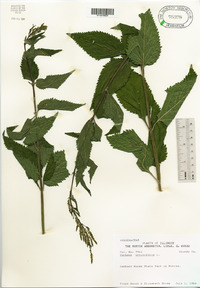 Verbena urticifolia image