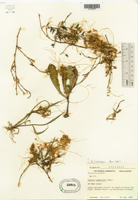 Cuscuta campestris image