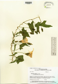 Calystegia sepium subsp. americana image