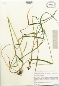 Elymus trachycaulus subsp. subsecundus image