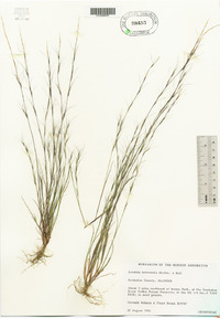 Aristida longespica image