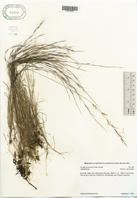 Aristida longespica var. geniculata image
