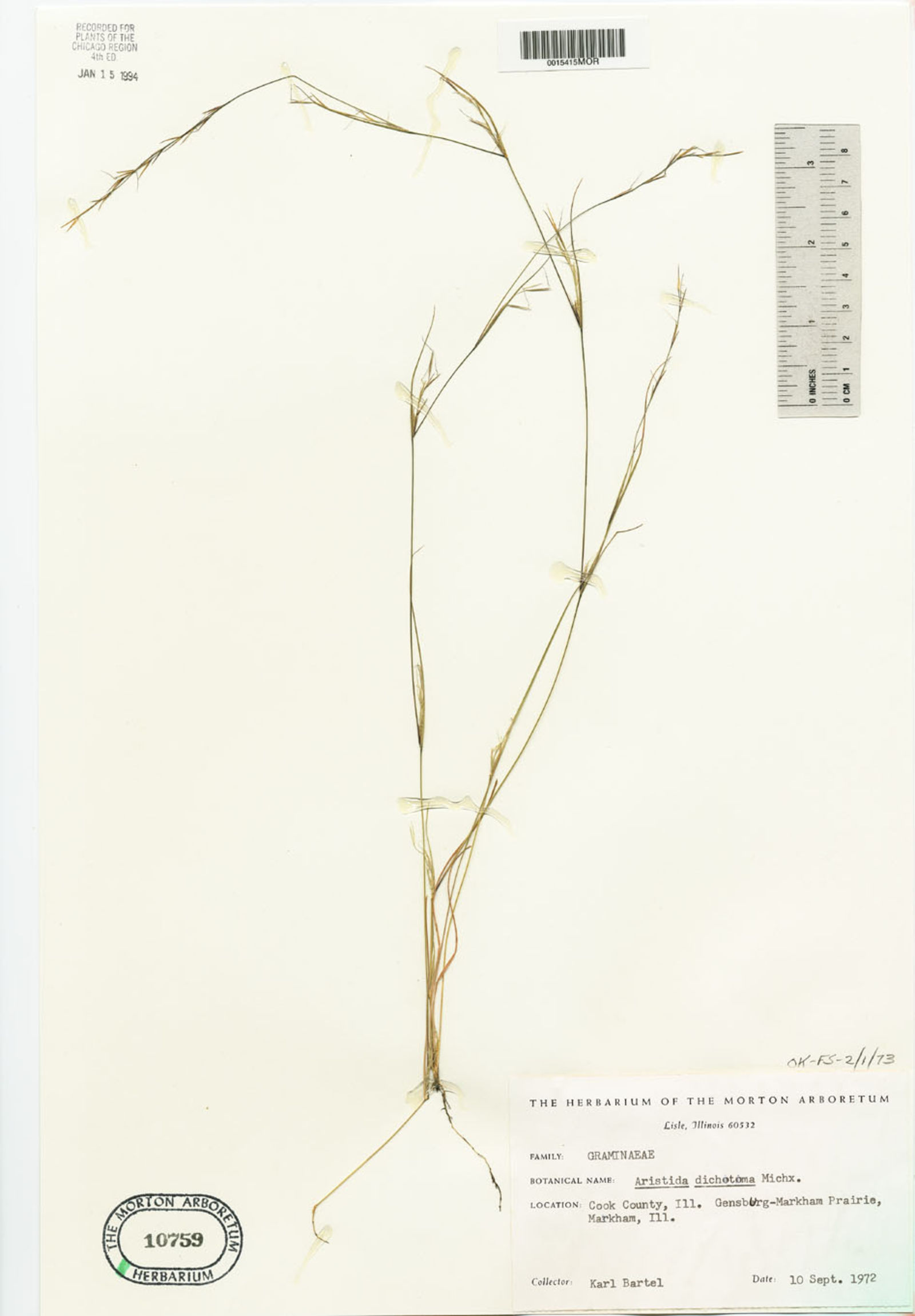 Aristida dichotoma image