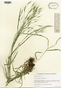 Bromus sterilis image