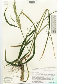 Cinna arundinacea image