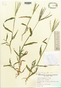 Digitaria sanguinalis image