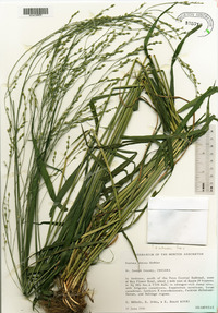 Festuca obtusa image