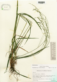 Festuca obtusa image