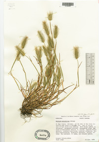 Hordeum geniculatum image