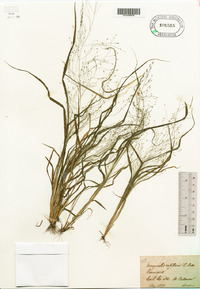 Eragrostis capillaris image