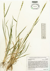 Eriochloa contracta image