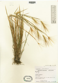 Hordeum jubatum image