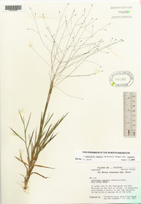 Digitaria cognata image