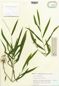 Leersia virginica image