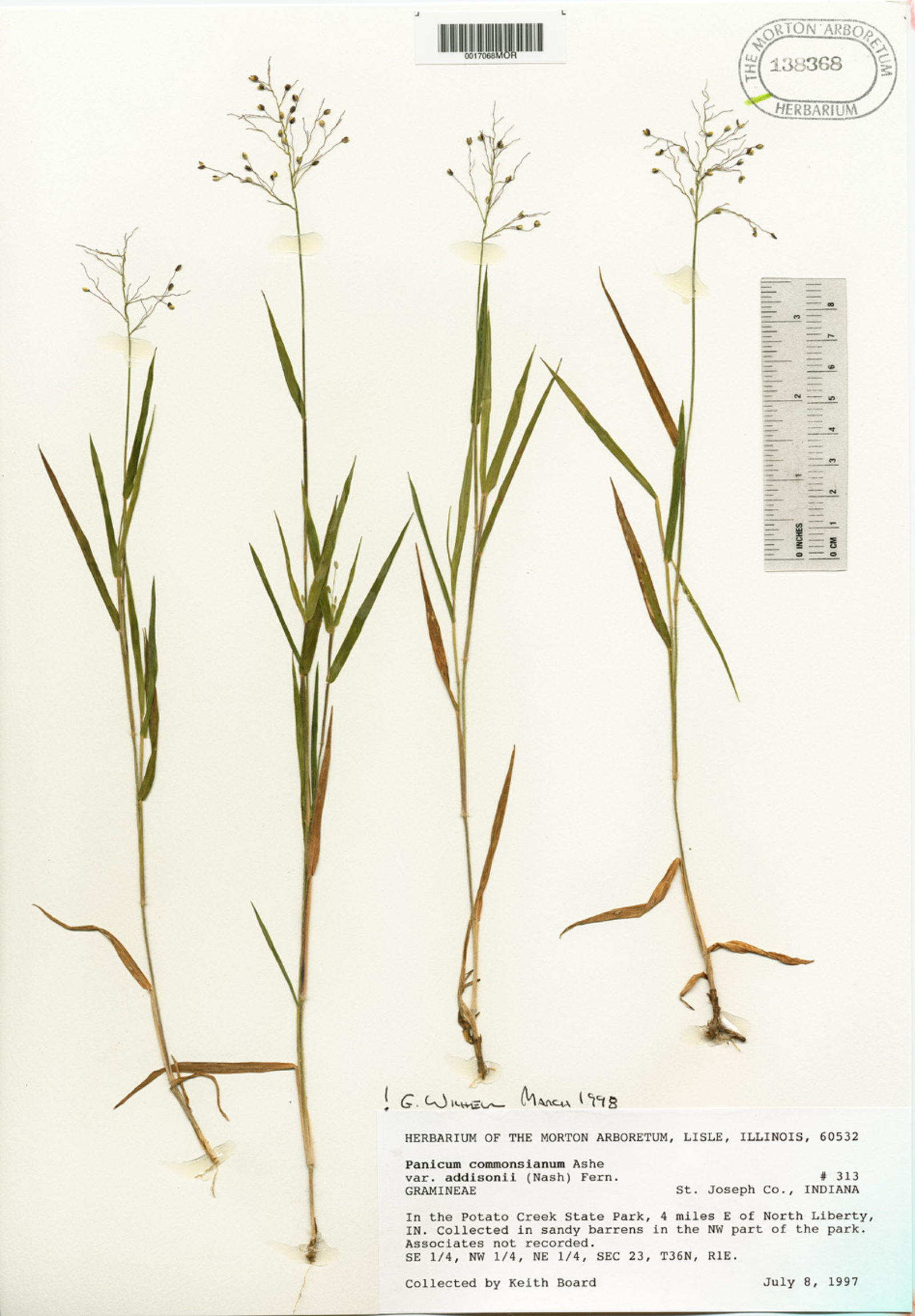 Panicum commonsianum image